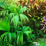 Pousada Jardim Das Bromelias