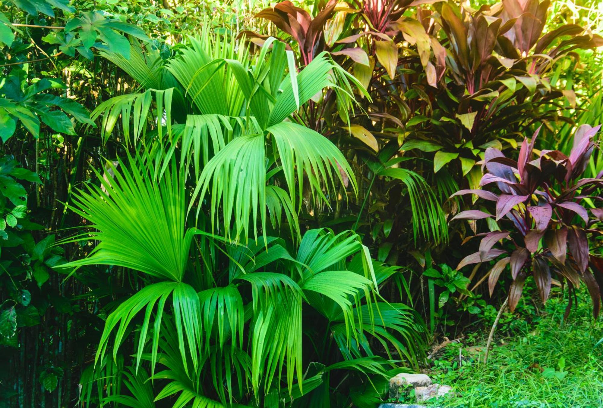 Inn Jardim Bromelias